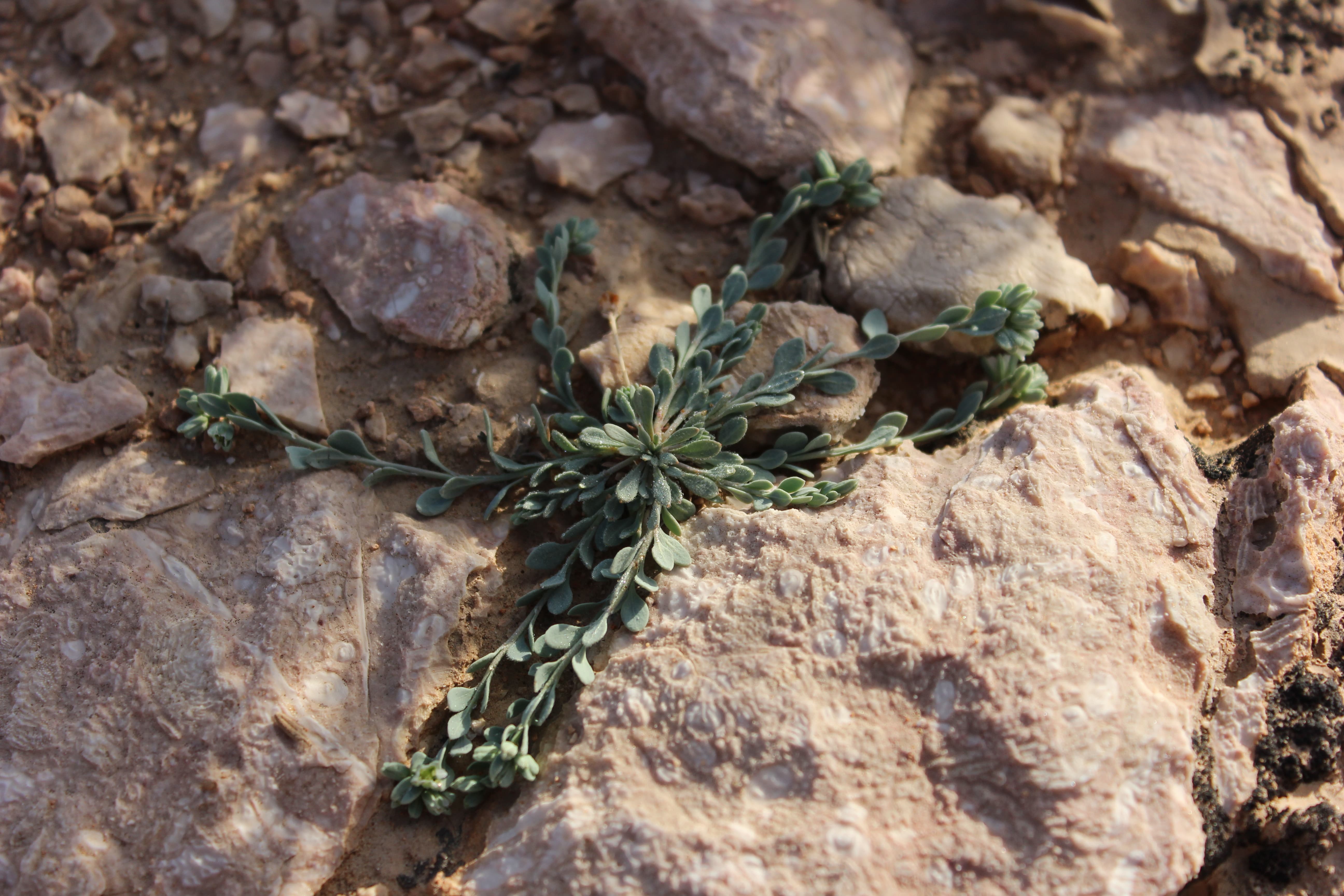 Plant Image